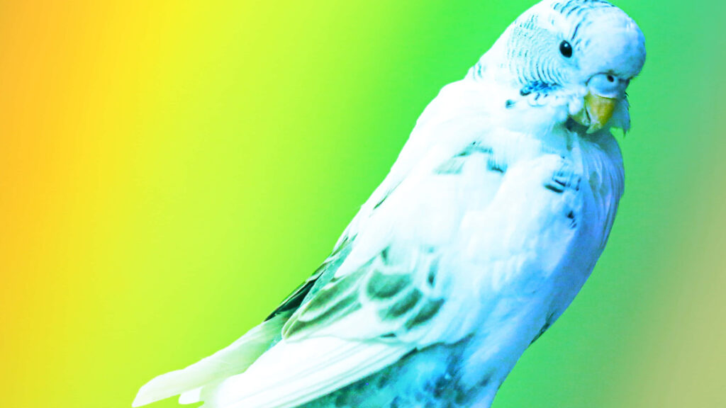Vibrant Parrot Wallpaper with Rainbow Gradient Background