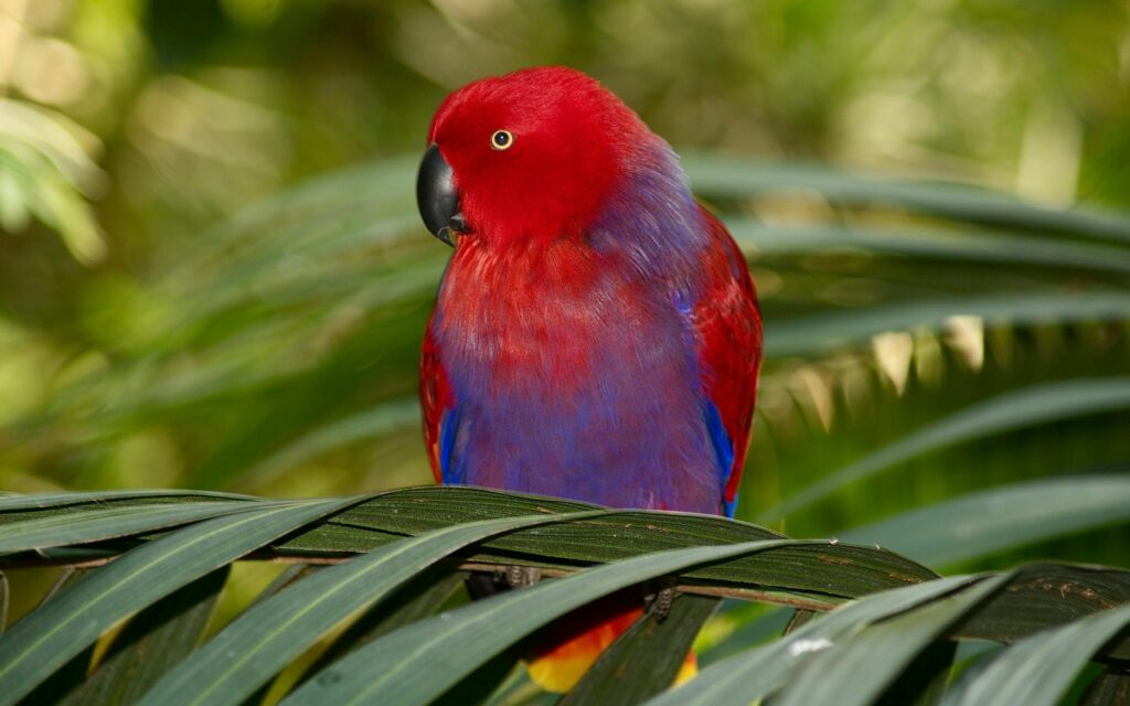 Vibrant Red and Blue Parrot Perched in Lush Greenery - Stunning Wallpaper