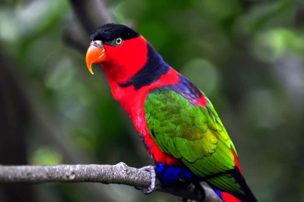 Vibrant Parrot on Branch: Lush Greenery Wallpaper Background
