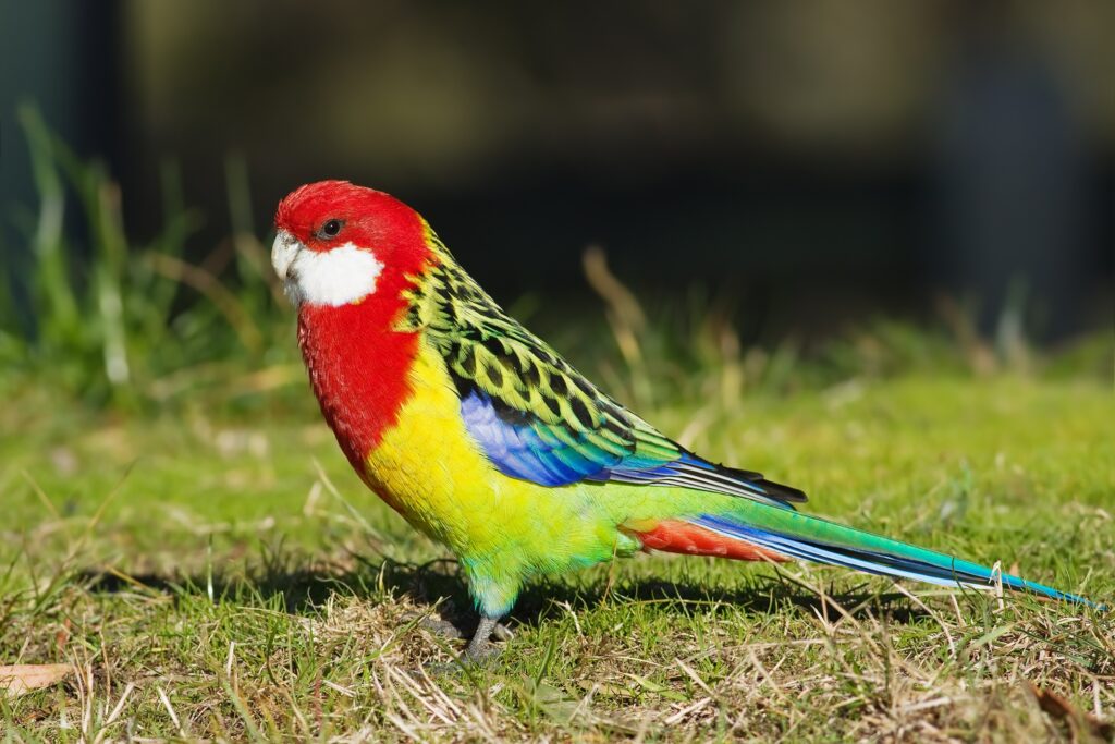 Colorful Parrot on Grass: Vibrant Plumage in Natural Setting Wallpaper