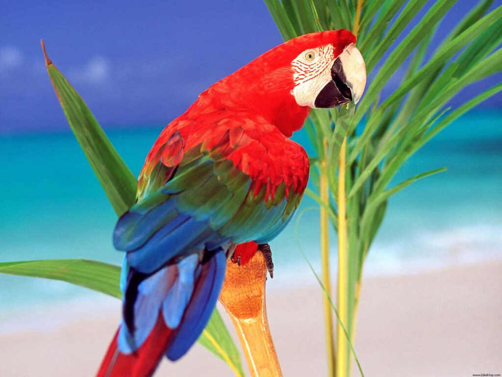 Vibrant Parrot on Tropical Branch with Turquoise Ocean Waves  Wallpaper