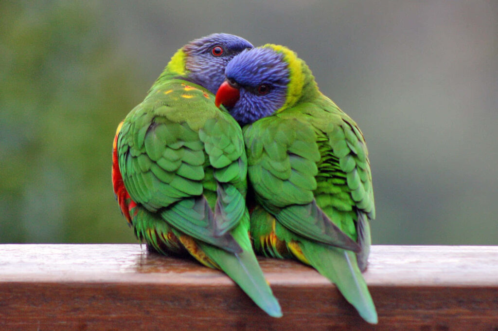 Vibrant Parrots Cuddling on Wooden Perch - Serene Nature Wallpaper