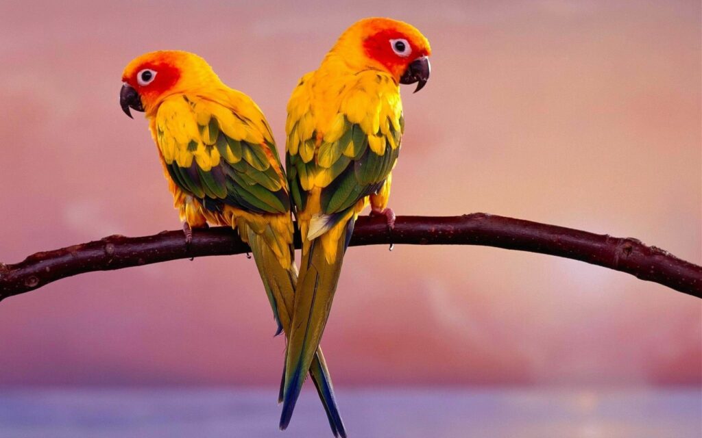 Vibrant Parrots on a Branch - Stunning Blur Background Wallpaper