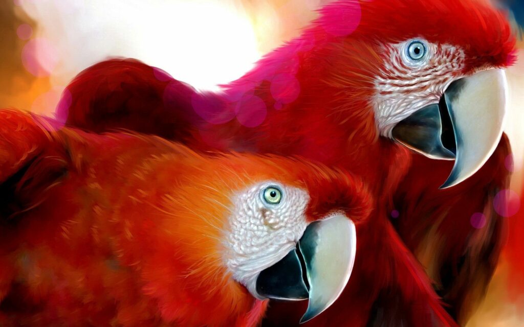 Colorful Parrots Close-Up Wallpaper – Vivid Red & Orange Beauty