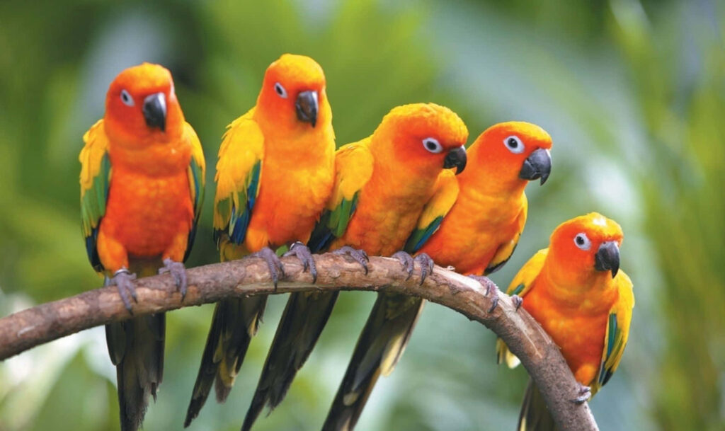 Vibrant Parrots Wallpaper: Colorful Nature Scene in Lush Foliage