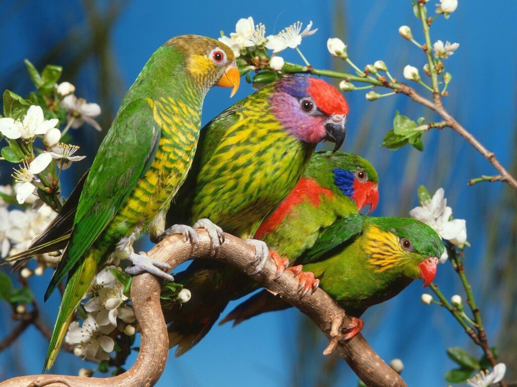 Colorful Parrots on Branch - Vibrant 1600x1200 Wallpaper Background