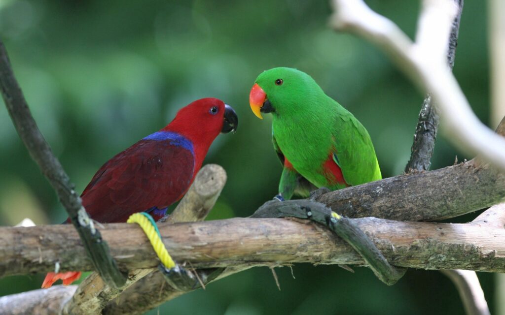 Vibrant Parrots on Branches: Lush Green Background Wallpaper