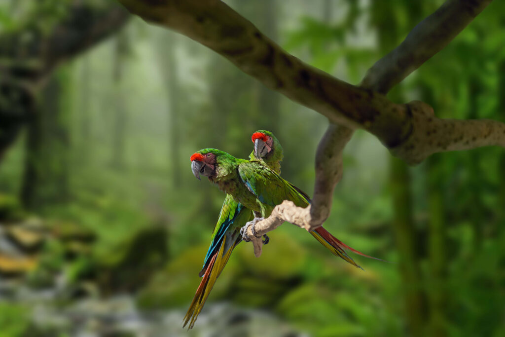Colorful Parrots Wallpaper: Vibrant Rainforest Scene Background