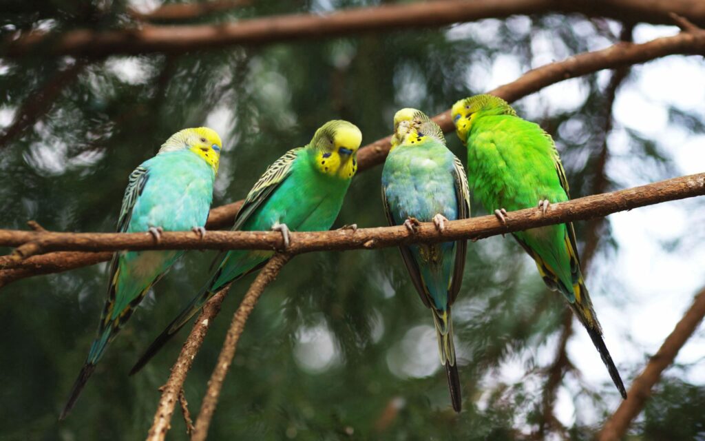 Colorful Parrots on Twigs: Vibrant Nature Wallpaper Background