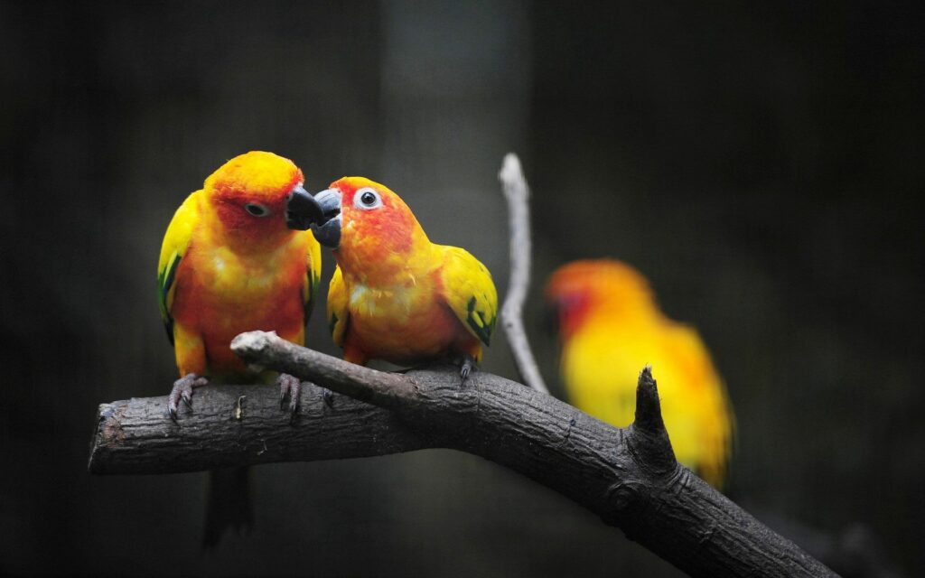 Vibrant Parrots 1920x1200 Wallpaper – Colorful Feathers on Branch