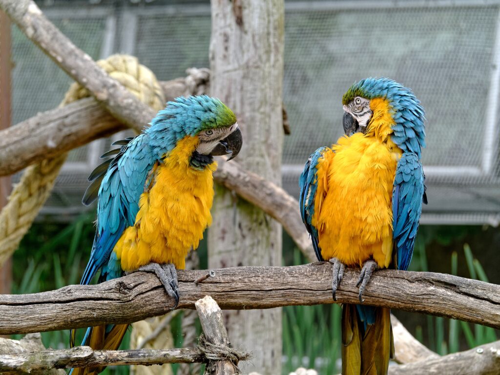 Vibrant Parrots on Branch: Colorful Couple in Exotic Background Wallpaper