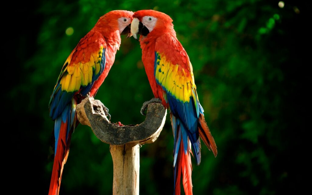 Colorful Parrots Wallpaper: Vibrant Birds on Lush Green Background