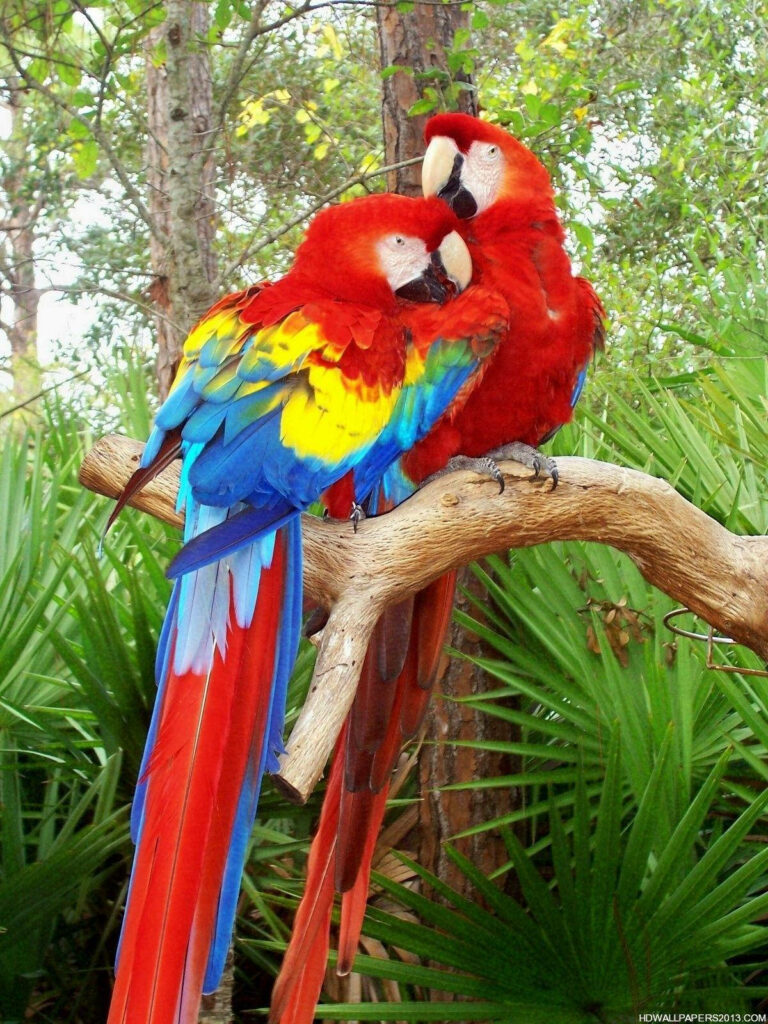Colorful Parrots Embracing on a Lush Greenery Wallpaper Background