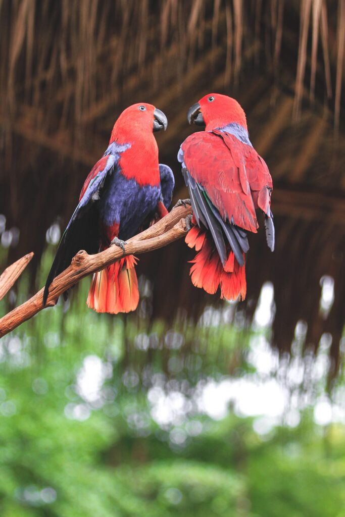 Vibrant Parrots on Branch - Lush Green Background Wallpaper