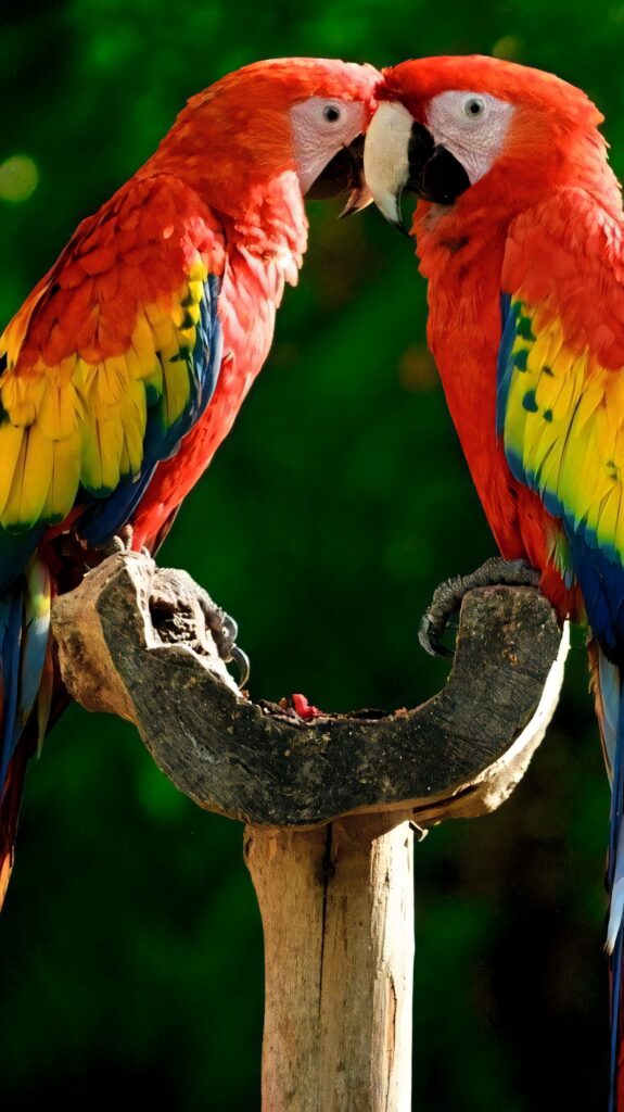 Vibrant Parrots in Lively Conversation Against Green Background Decor Wallpaper