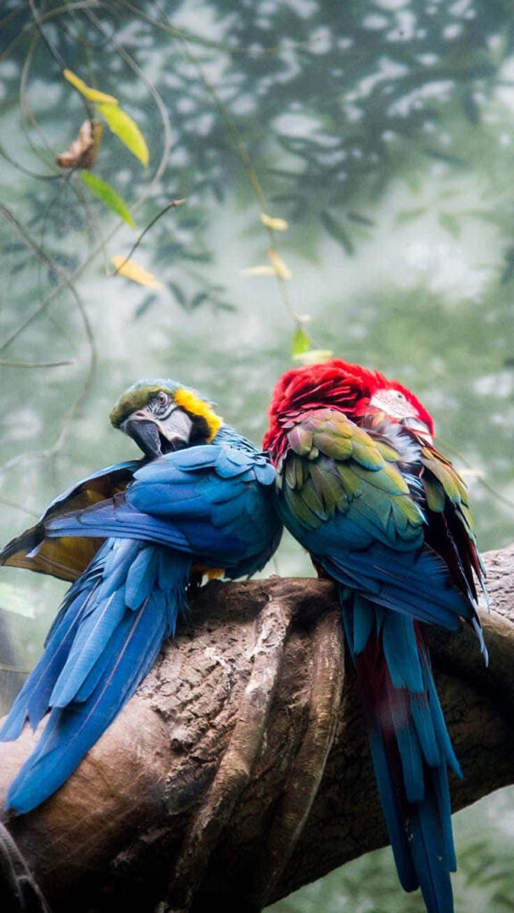 Vibrant Parrots on Branch - Lively Jungle Background Wallpaper