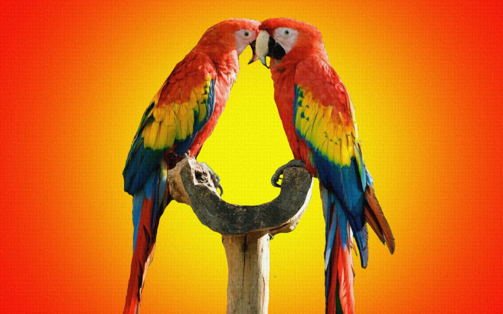 Colorful Parrots on Branch - Vibrant Orange and Yellow Wallpaper