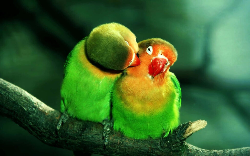 Vibrant Green & Orange Parrots on Tree Branch - Nature Wallpaper