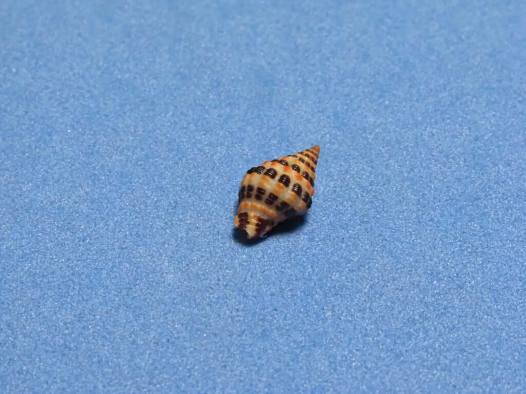 Detailed patterned seashell on smooth blue background perfect for beach coastal wallpaper design