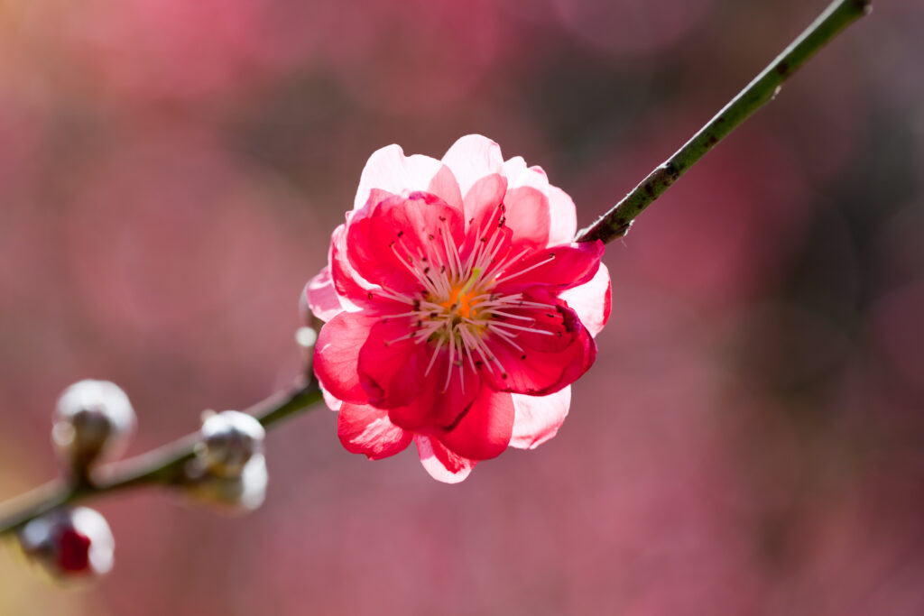Vibrant Peach Flower Bloom - Spring Sunshine Wallpaper Background