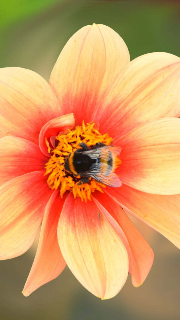 Close-up of peach flower with bee collecting pollen vibrant natural iPhone wallpaper background