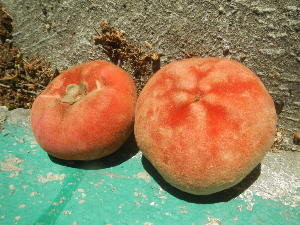 Vibrant peach Diospyros blancoi velvet apples with velvety texture on rustic concrete background Wallpaper