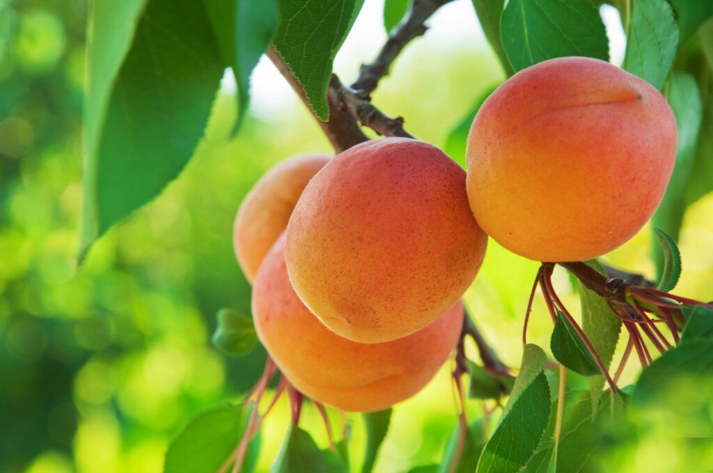 Vibrant Peach Wallpaper: Ripe Fruits & Lush Green Nature Background