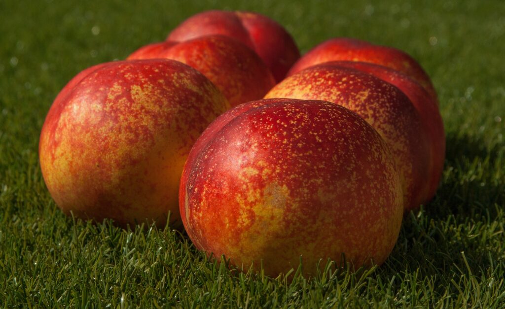 Vibrant Peach Wallpaper: Fresh Red & Yellow Hues on Green Grass