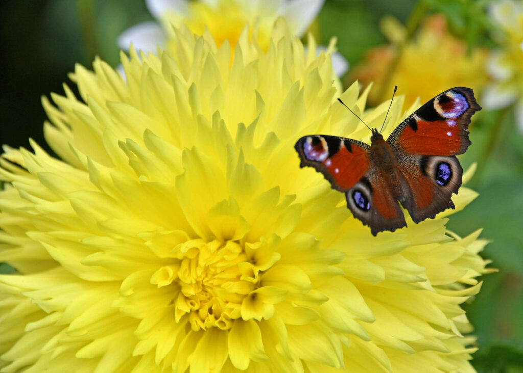 Vibrant Wallpaper: Peacock Butterfly on Bright Yellow Flower