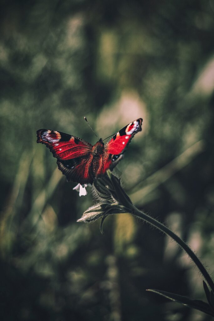 Vibrant Peacock Butterfly Wallpaper with Intricate Patterns