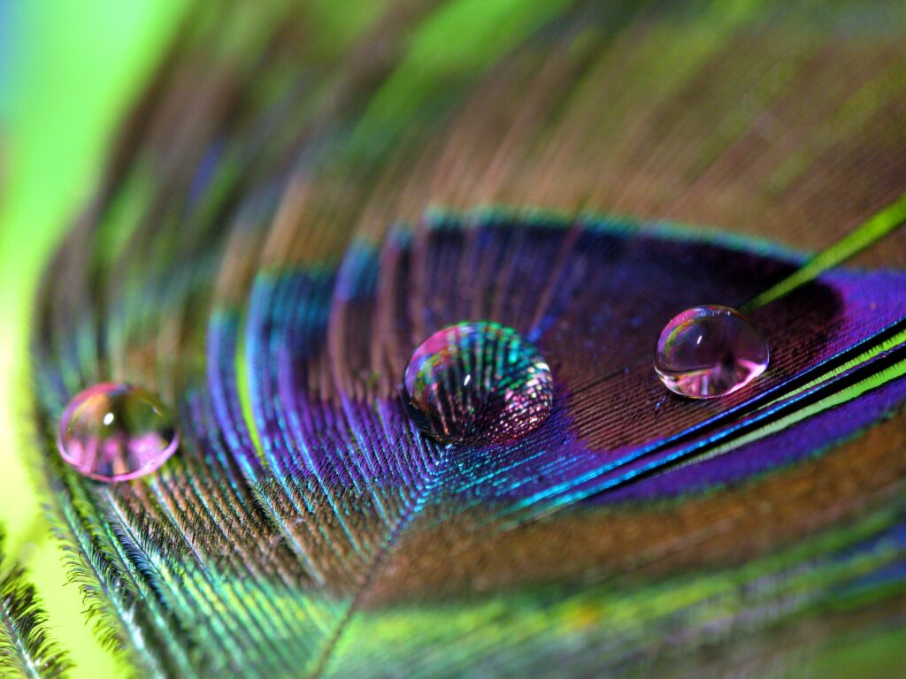 Vibrant Peacock Feather Macro with Water Droplets - Wallpaper Background