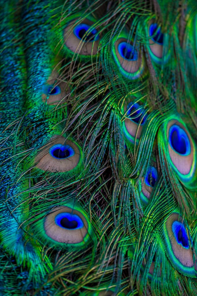 Stunning Peacock Feather Macro: Vibrant Colors & Textures Wallpaper