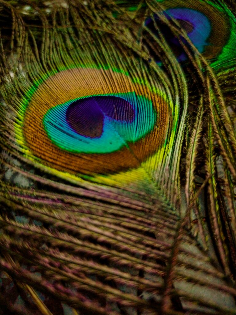 Vibrant Peacock Feather Macro: Intricate Colors & Details Wallpaper