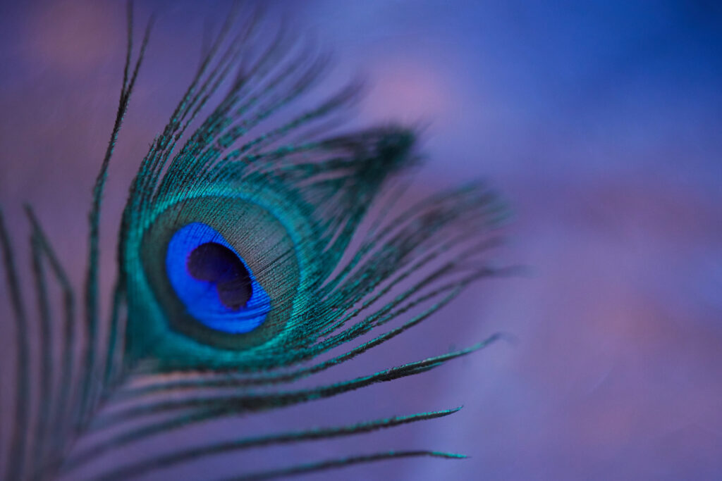 Vibrant Peacock Feather Macro: Colorful Patterns for Wallpaper Background
