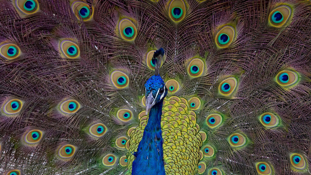 Stunning Peacock Display: Vibrant Iridescent Feathers in Nature Wallpaper