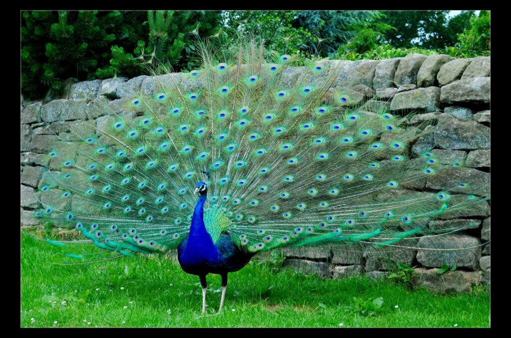 Stunning Peacock Feathers Display Against Natural Stone Wall Background Wallpaper