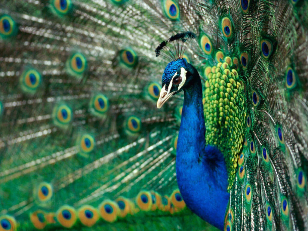 Vibrant Peacock Wallpaper: Eye-Catching Colors & Intricate Patterns