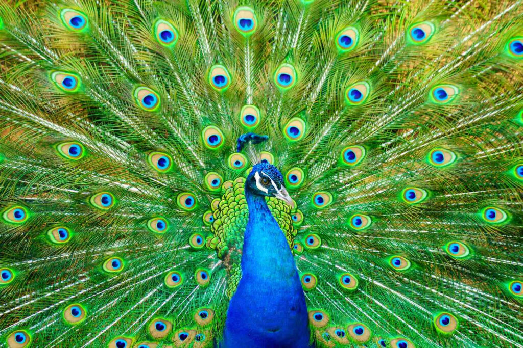 Colorful Peacock Wallpaper: Majestic Plumage & Intricate Patterns
