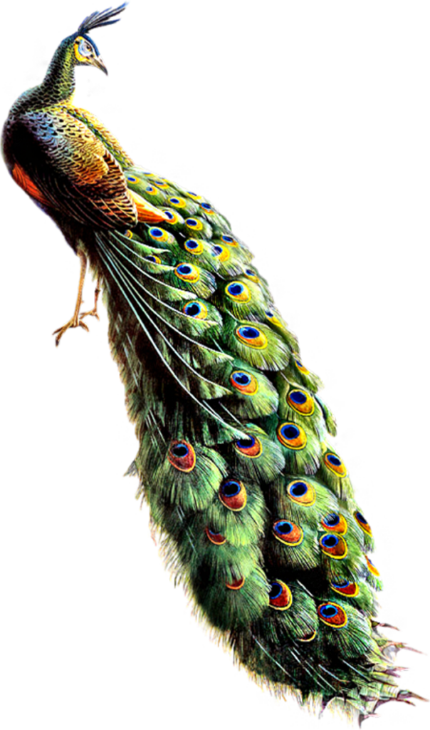 Vibrant Peacock Wallpaper: Majestic Feathers & Stunning Colors