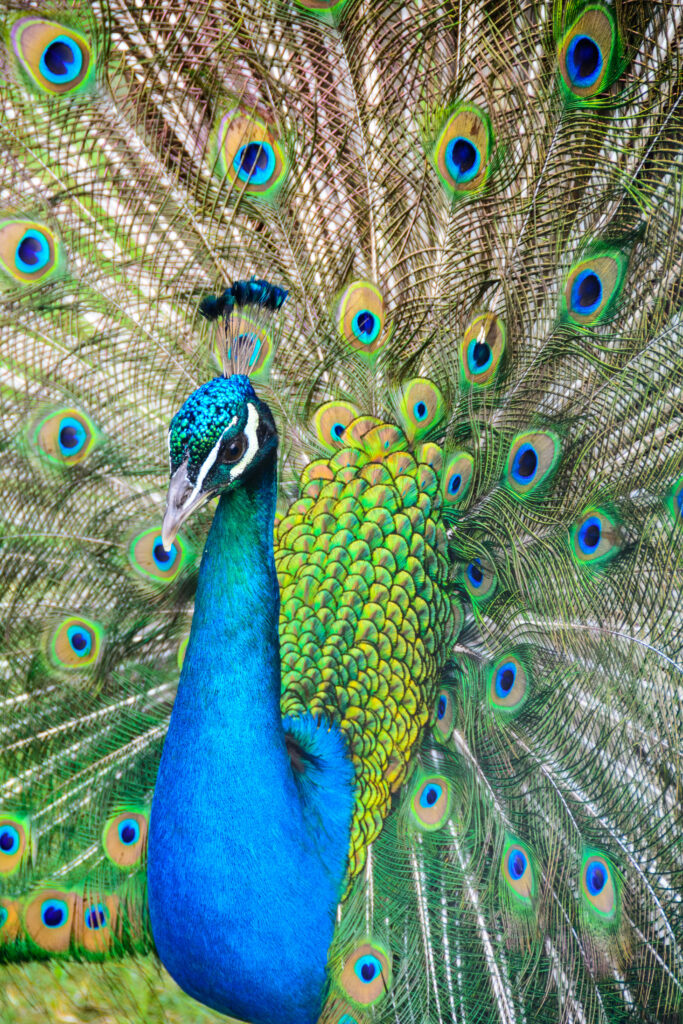 Majestic Peacock Wallpaper: Vibrant Colors & Intricate Feathers