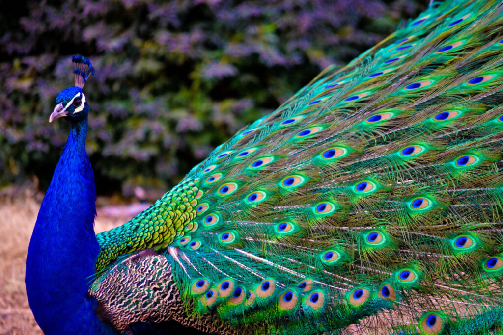 Stunning Peacock Wallpaper: Nature's Vibrant Blues & Greens