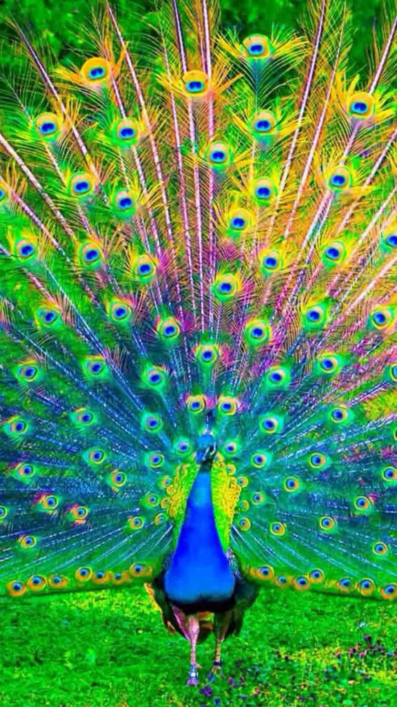 Stunning Peacock Wallpaper: Vibrant Feathers on Green Background