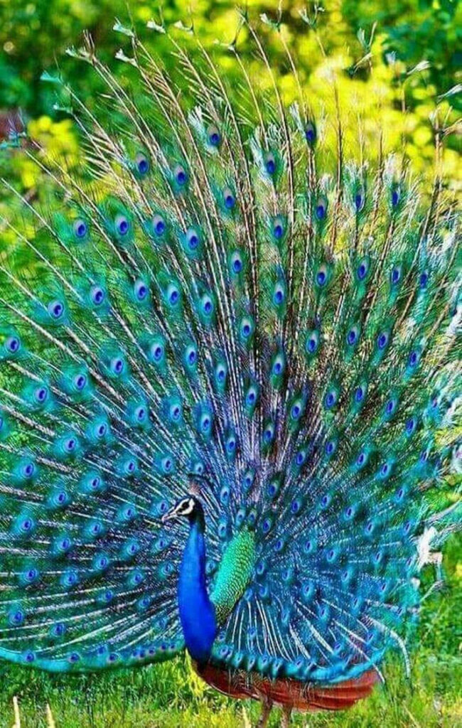 Vibrant Peacock Displays Colorful Plumage Amidst Lush Greenery Wallpaper