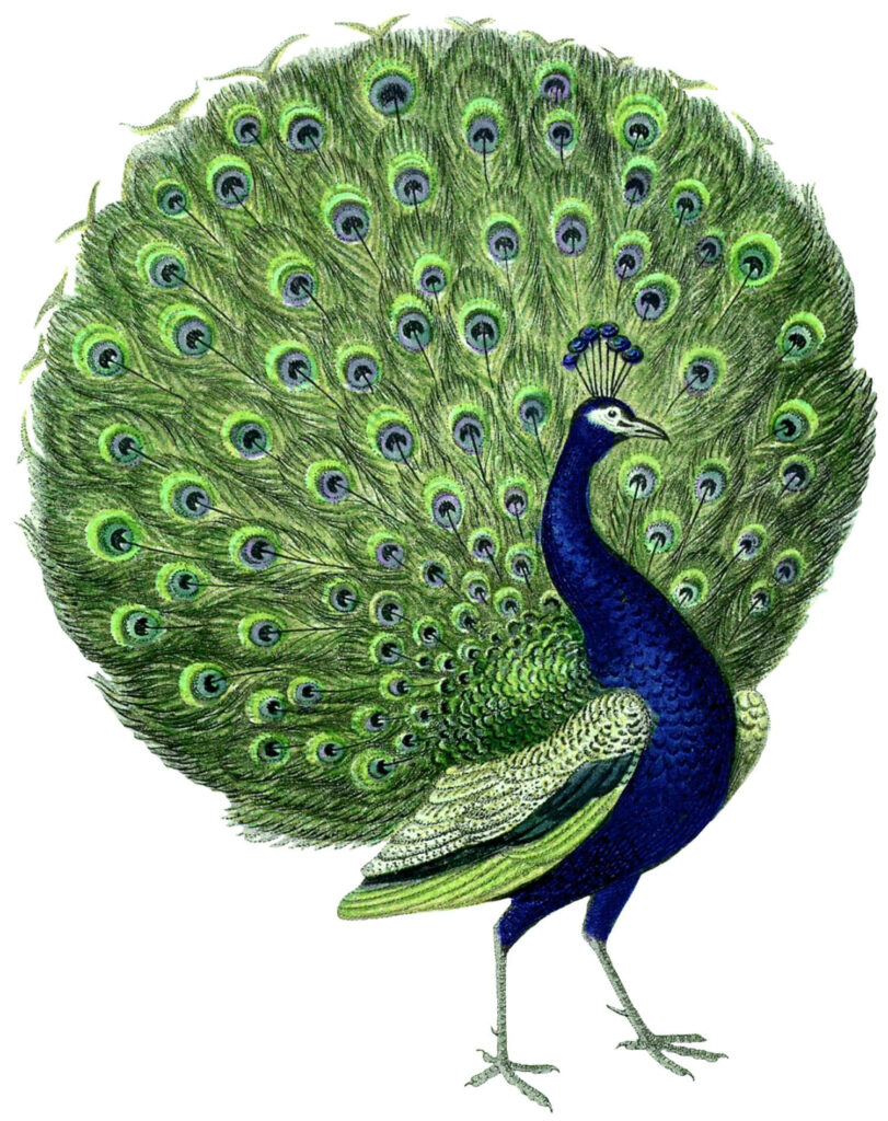 Vibrant Peacock Wallpaper: Stunning Feathers & Colorful Display