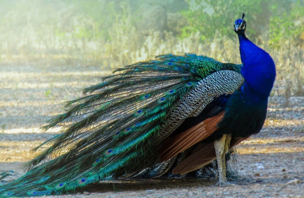 “Brilliant Peacock Wallpaper: Iridescent Feathers & Patterns Under Sun”