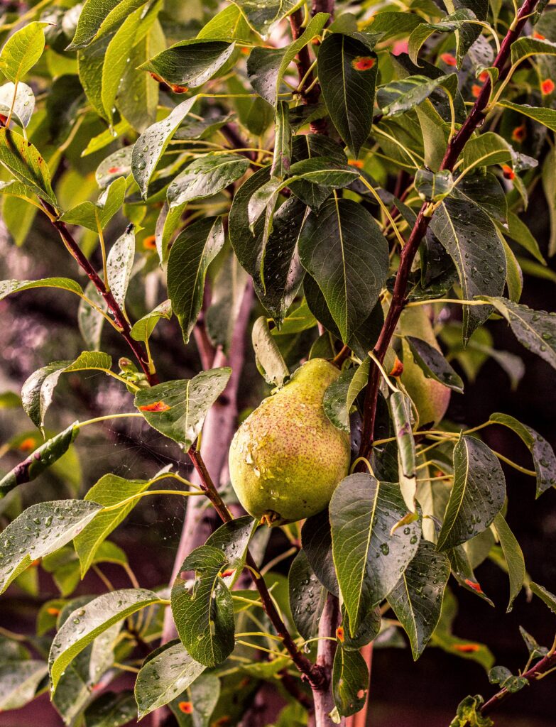 Vibrant Pear Wallpaper: Lush Green Leaves & Water Droplets Background