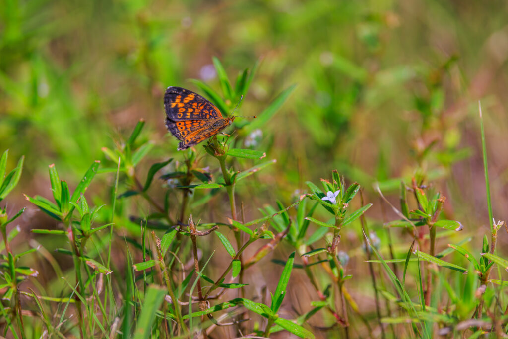 Vibrant Pearl-Bordered Fritillary Butterfly Wallpaper Background