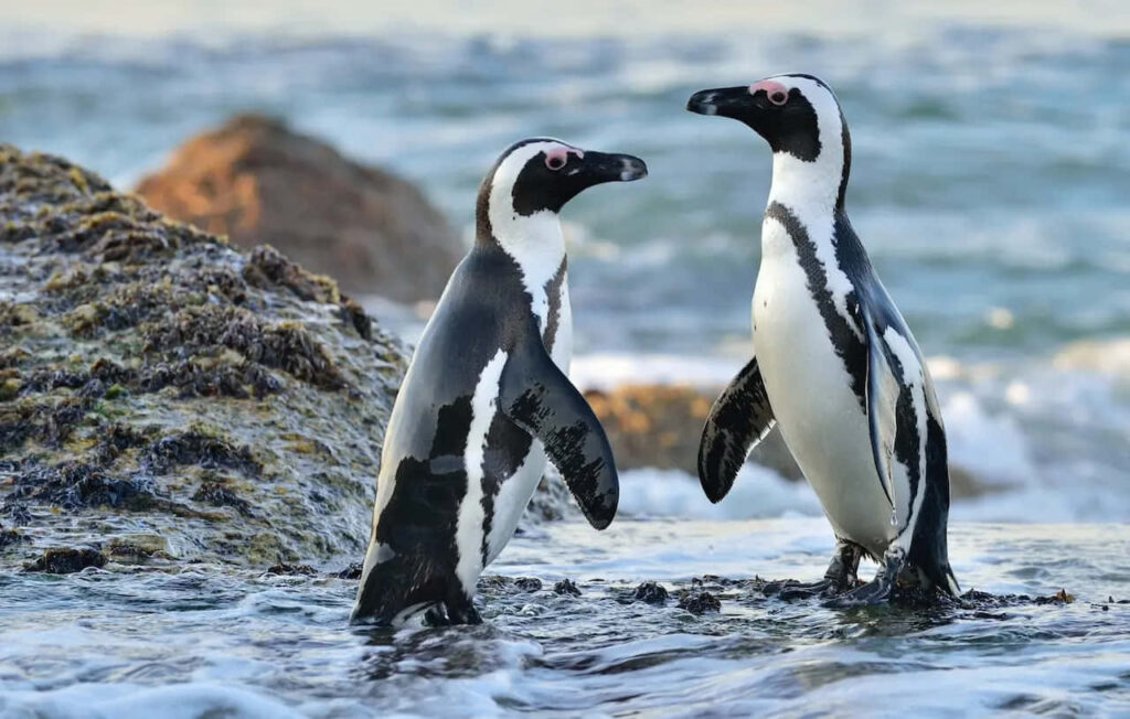 Stunning Wallpaper: Magellanic Penguins by Rocky Seaside Background