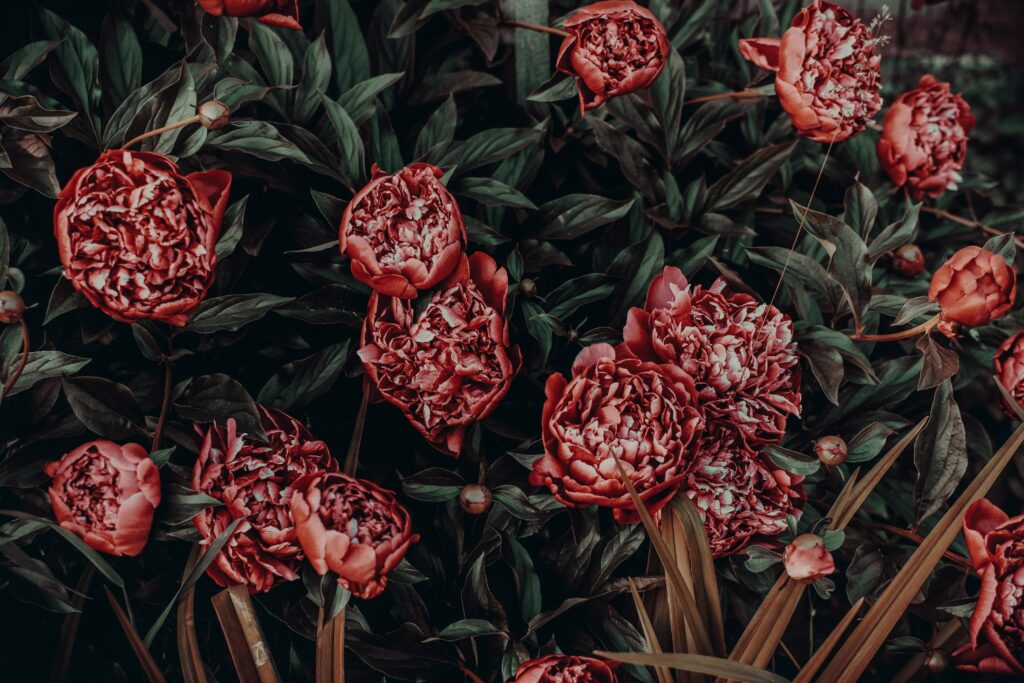 Vibrant Peonies in Bloom: A Stunning Floral Wallpaper Background