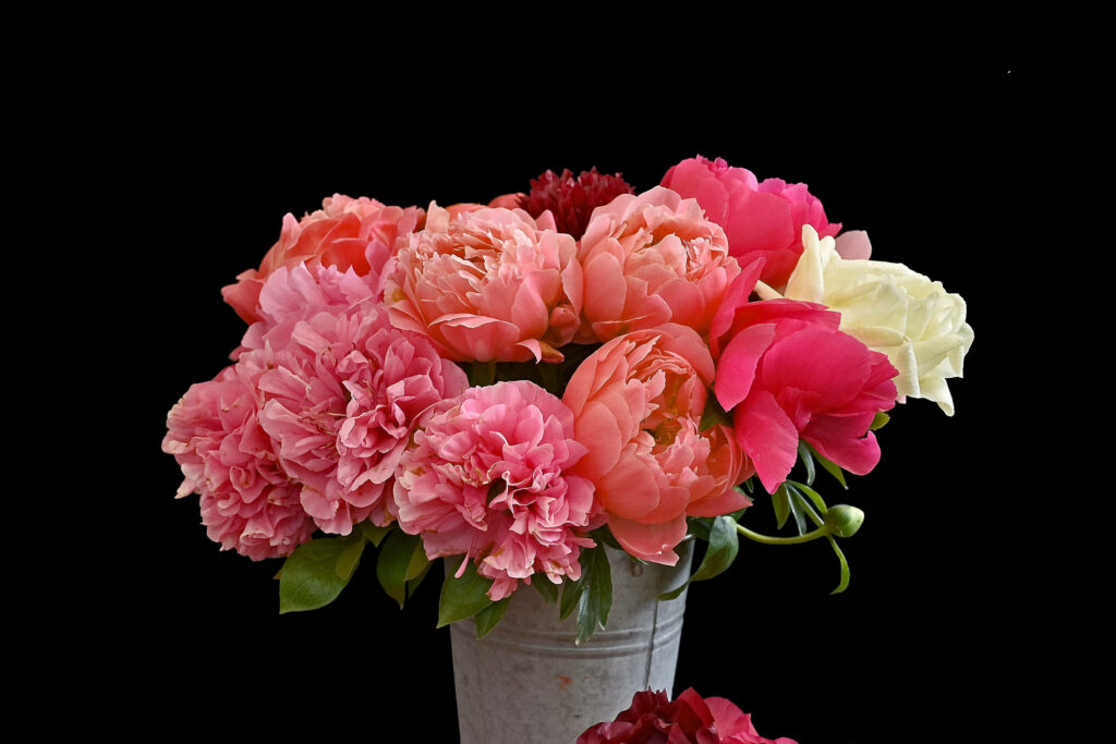 Vibrant Peony Wallpaper in Rustic Bucket Against Black Background